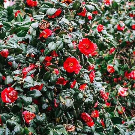 Villa Casa De Alfena - Com Jardim E Piscina Privada